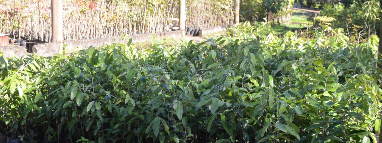 Jardim Zoobotânico de Franca distribui mudas de árvores gratuitamente à população
