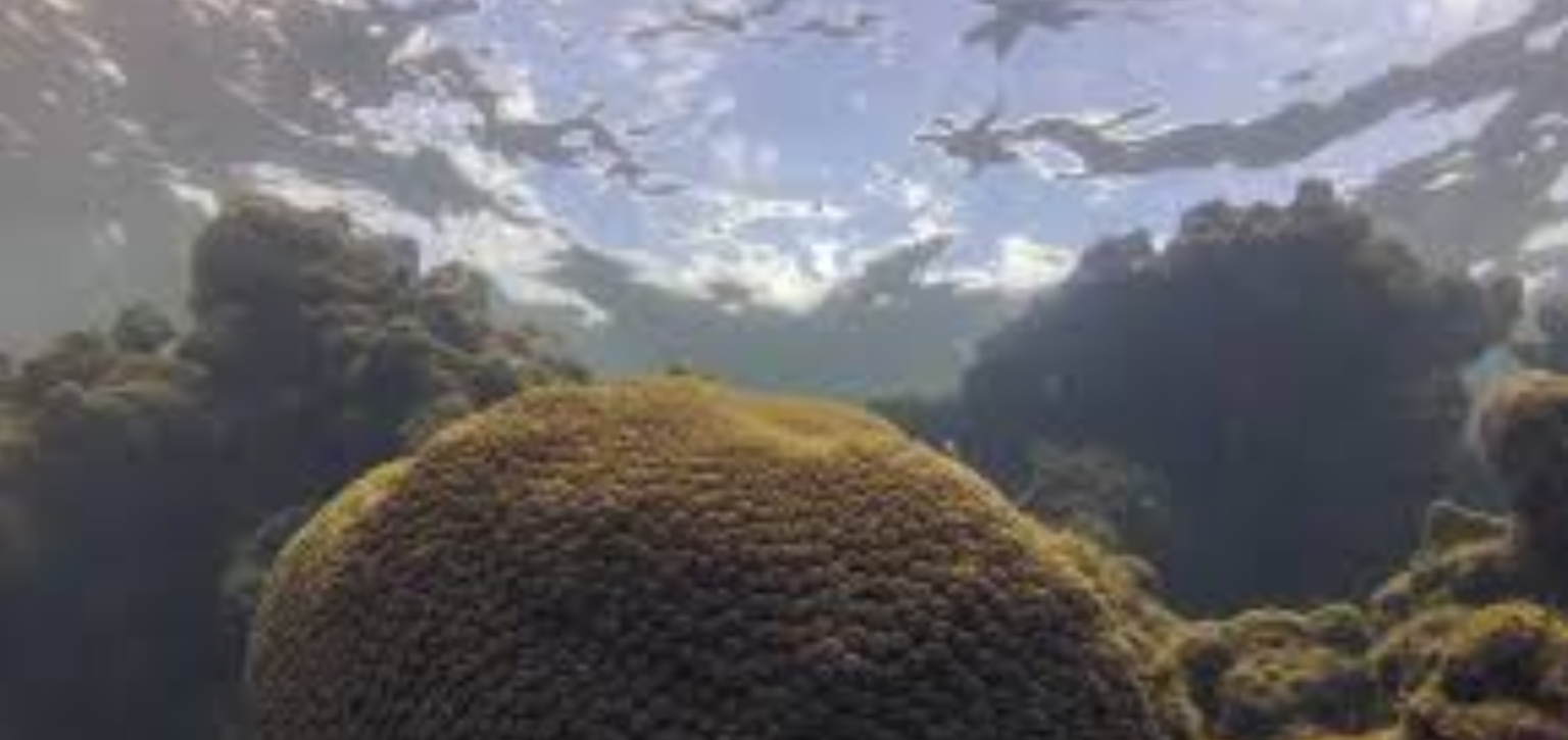 El Niño afeta ecossistema marinho no Oceano Atlântico, diz estudo