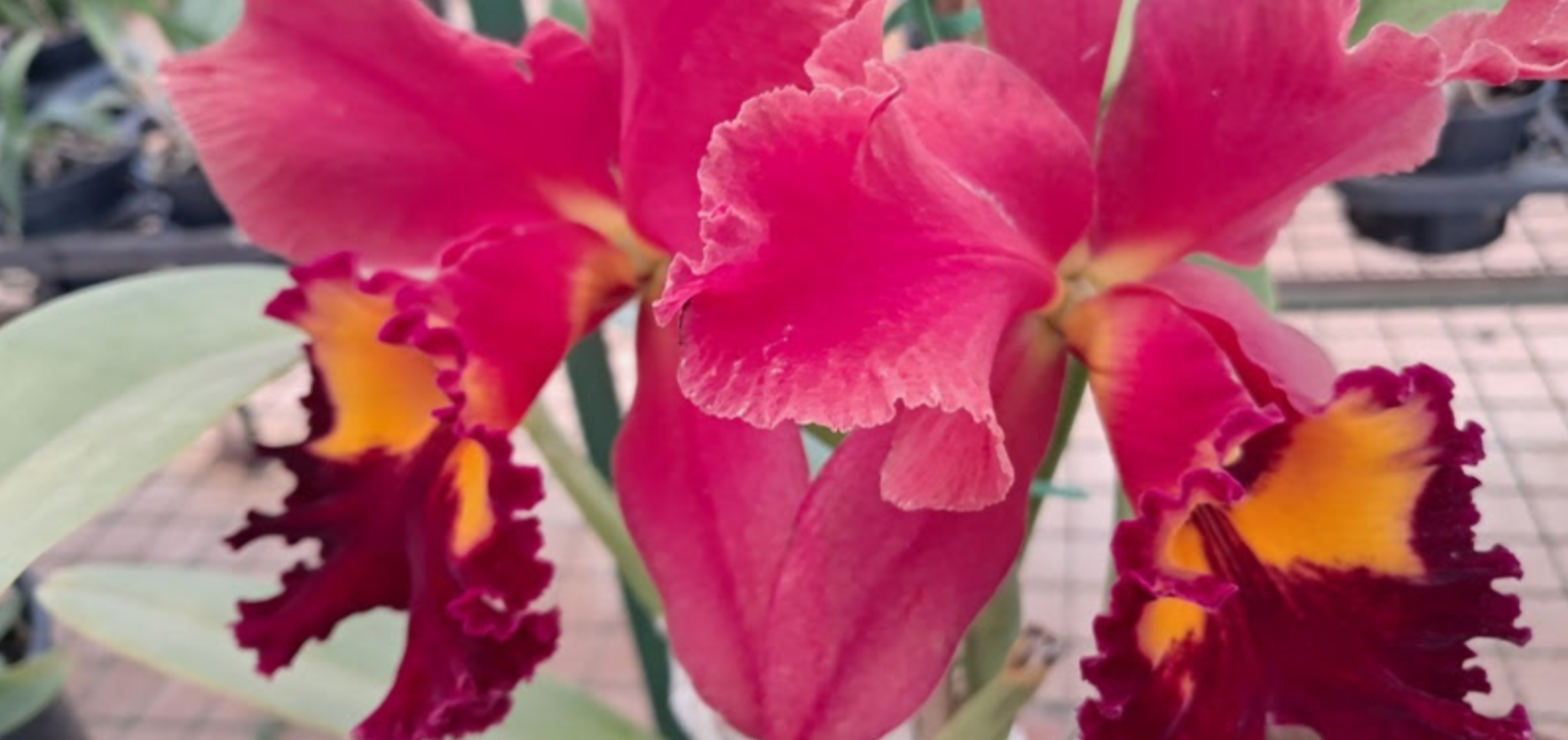 Festival de Orquídeas começa nesta sexta-feira
