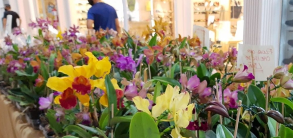 Festival de Orquídeas e Plantas Ornamentais acontece neste fim de semana em Vinhedo