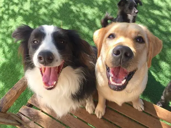 Abril levanta alerta: maioria das adoções de pets no Brasil acontece fora de abrigos