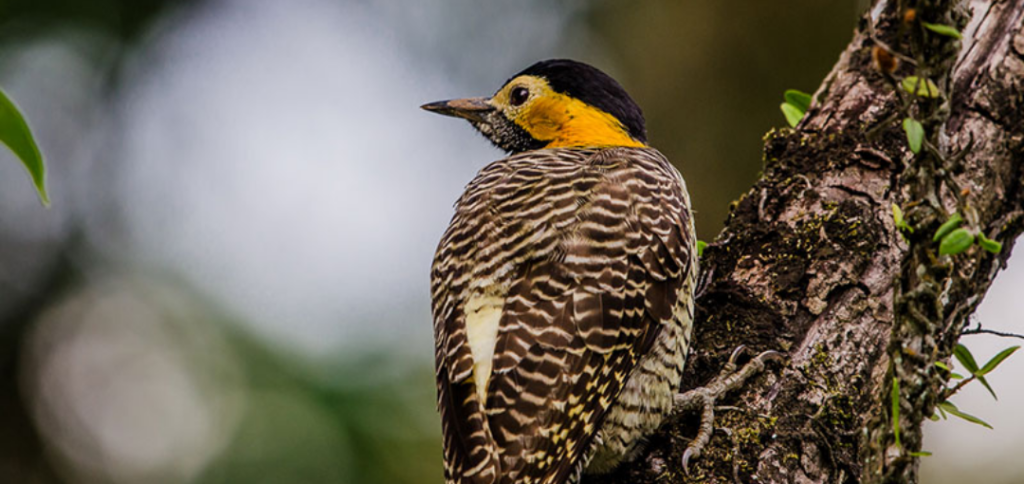 Conexão com a Natureza: Tecnologia a Serviço da Observação de Aves